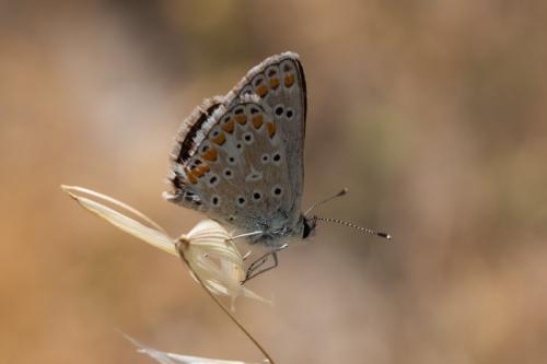 Réf. 219 147 : Aricia sp.